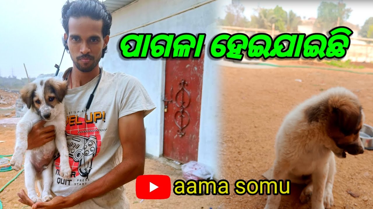 Jackie aje pagala hae jaechi ll vlogs video ll odia vlogs ll 4k video @aama_somu