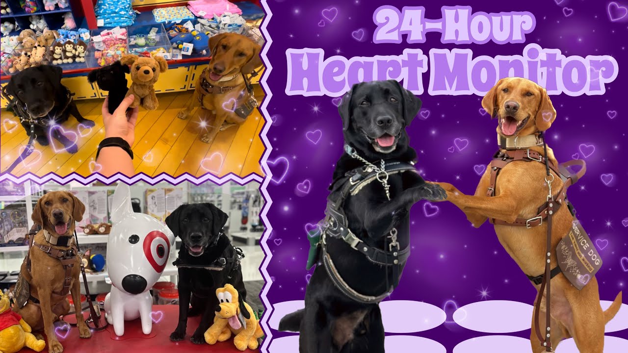 Errands with my Service Dog (doctor's appt., mall, pet store, etc.)