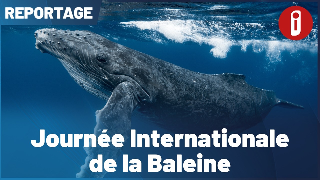 Journée Internationale de la Baleine