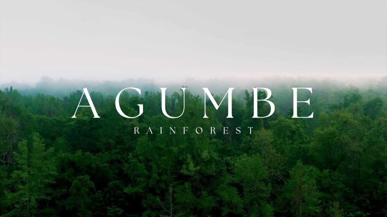 AGUMBE RAINFOREST | HASIRU HONNU | KAALINGA SARPA | KING COBRA | किंग कोब्रा | अगुम्बे | अगुंबे |