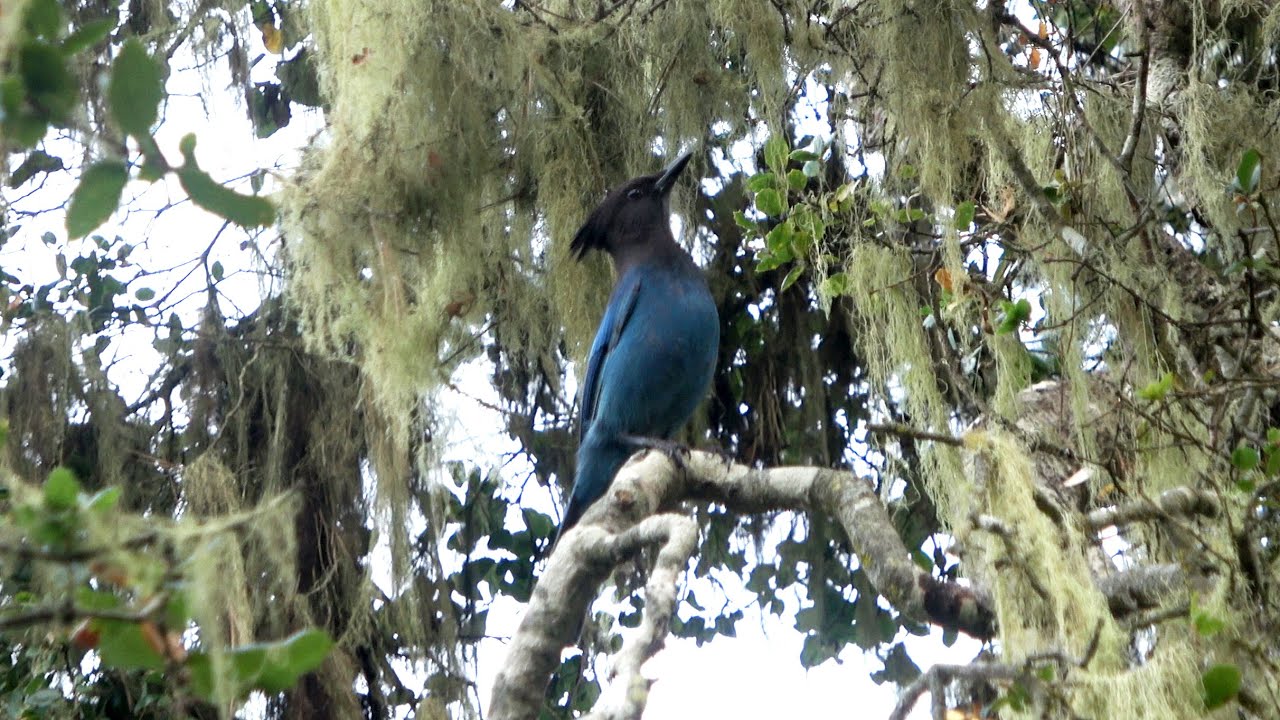 Stellar Jays React to Predator in Del Monte Forest