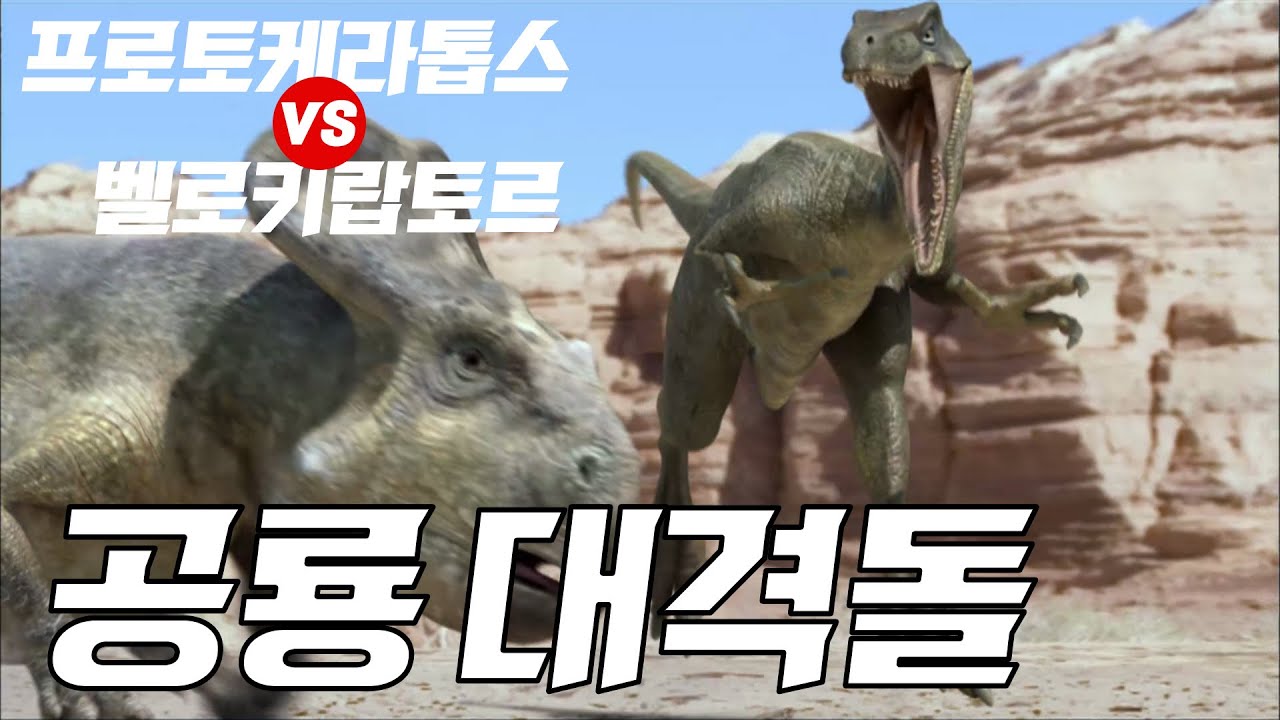 공룡 대격돌 (Fighting Dinosaurs / 恐竜大激突) - 벨로키랍토르 vs 프로토케라톱스