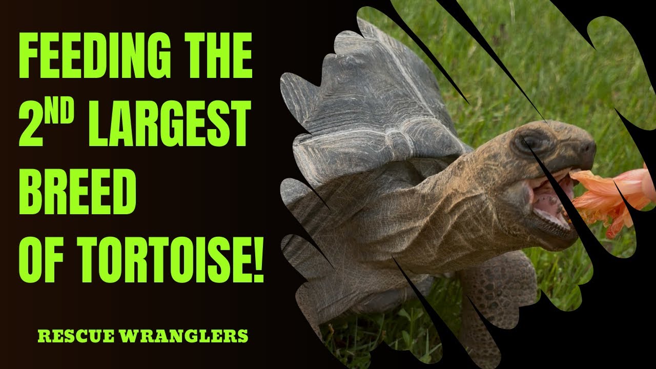 FEEDING ONYX! THE 2ND LARGEST BREED OF TORTOISE IN THE WORLD!