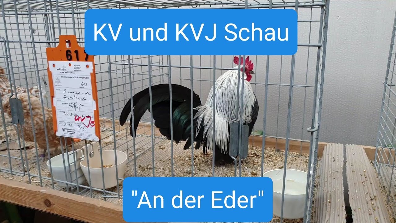 Kreisverbands und Kreisverbandsjugendschau 