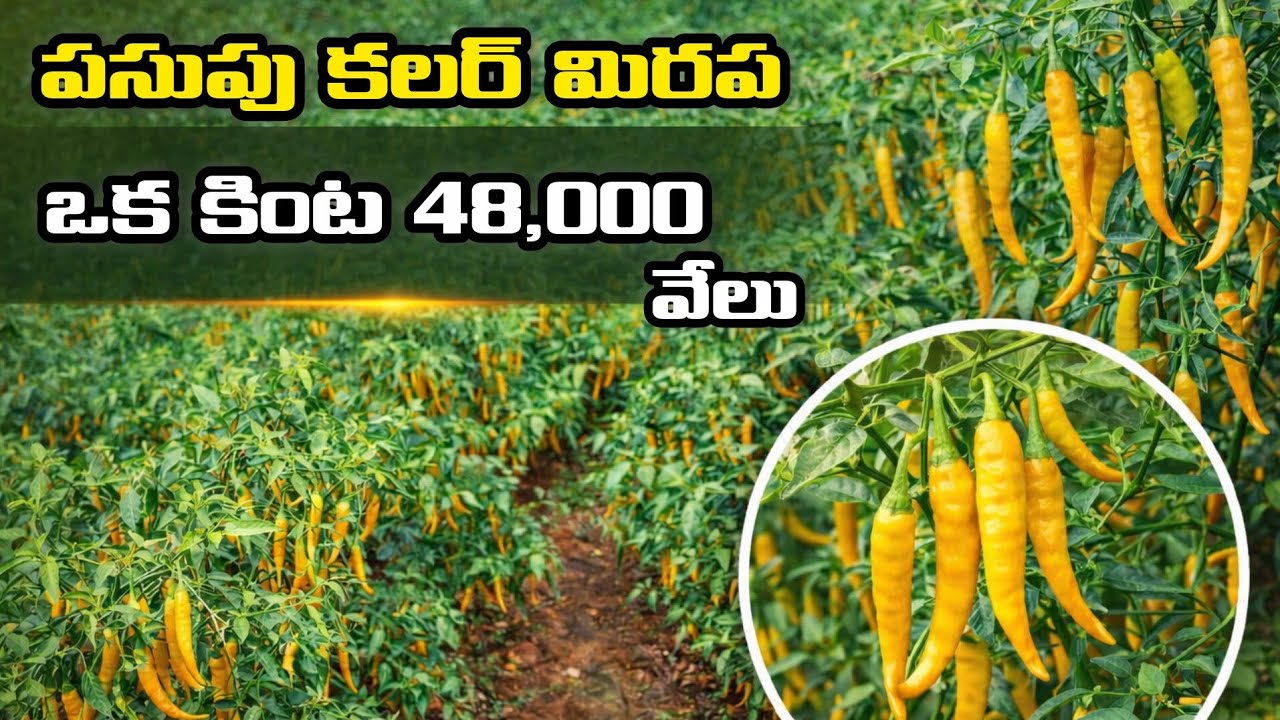 Yellow Chilli Price Today | ఎల్లో మిర్చి కింటా ₹48,000 🔥 #venkatramudu farming