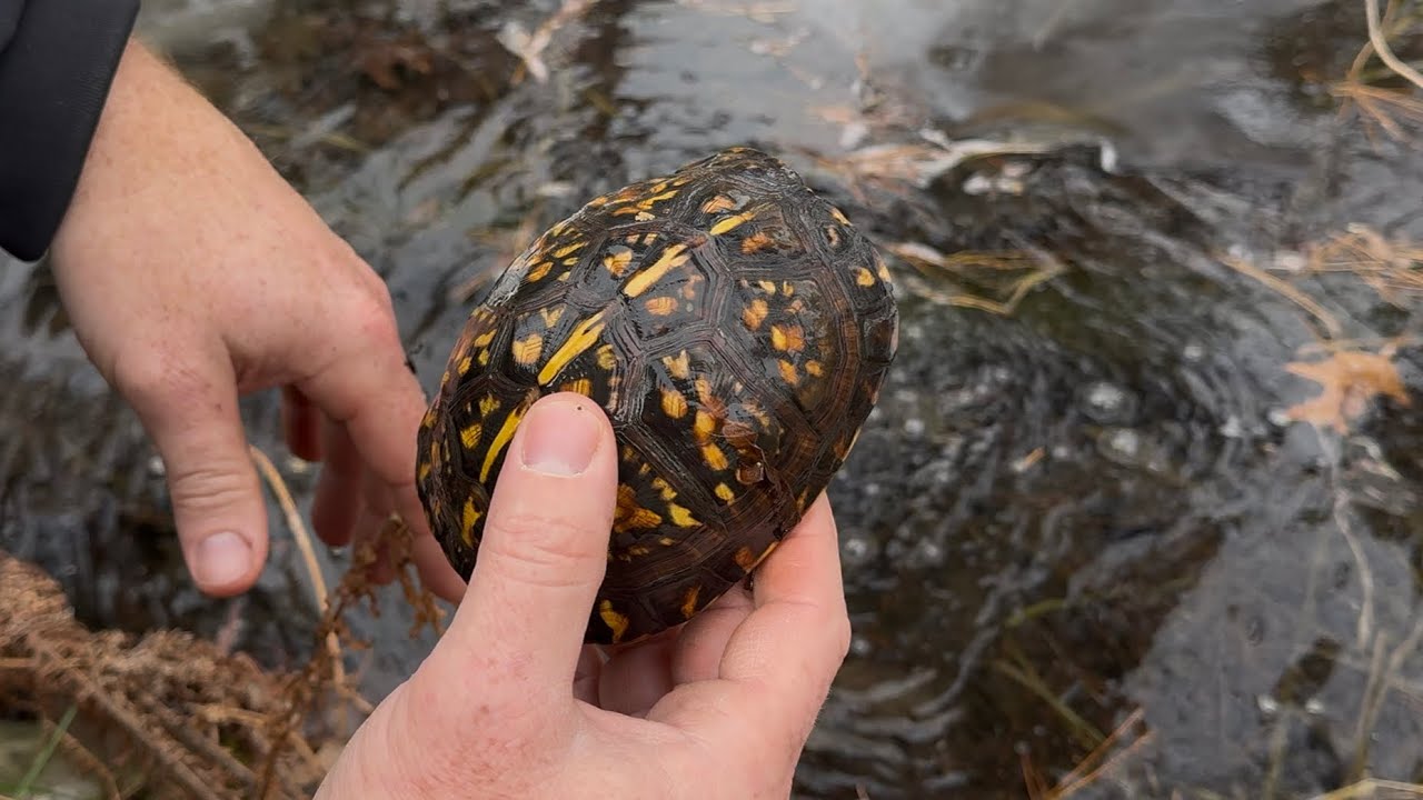 Getting the ponds ready for the storm!