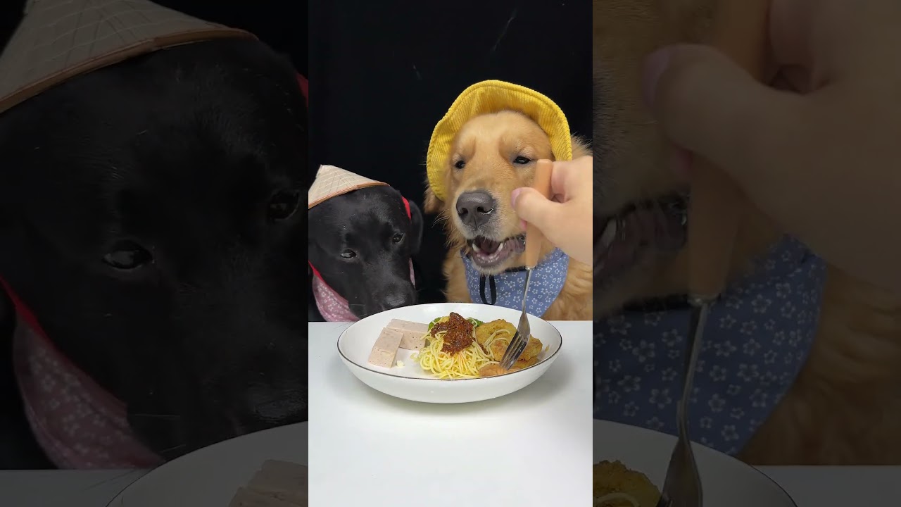 Food Is Temporary, Memories of Snacks Are Forever. Golden and Labrador. Cute Pet Debut Plan