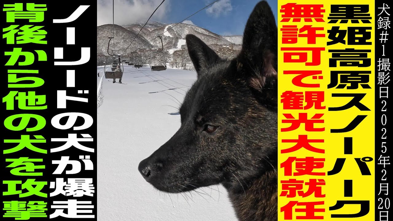 犬と滑れるスキー場/ノーリードコース/ドッグラン/黒姫高原スノーパーク/甲斐犬