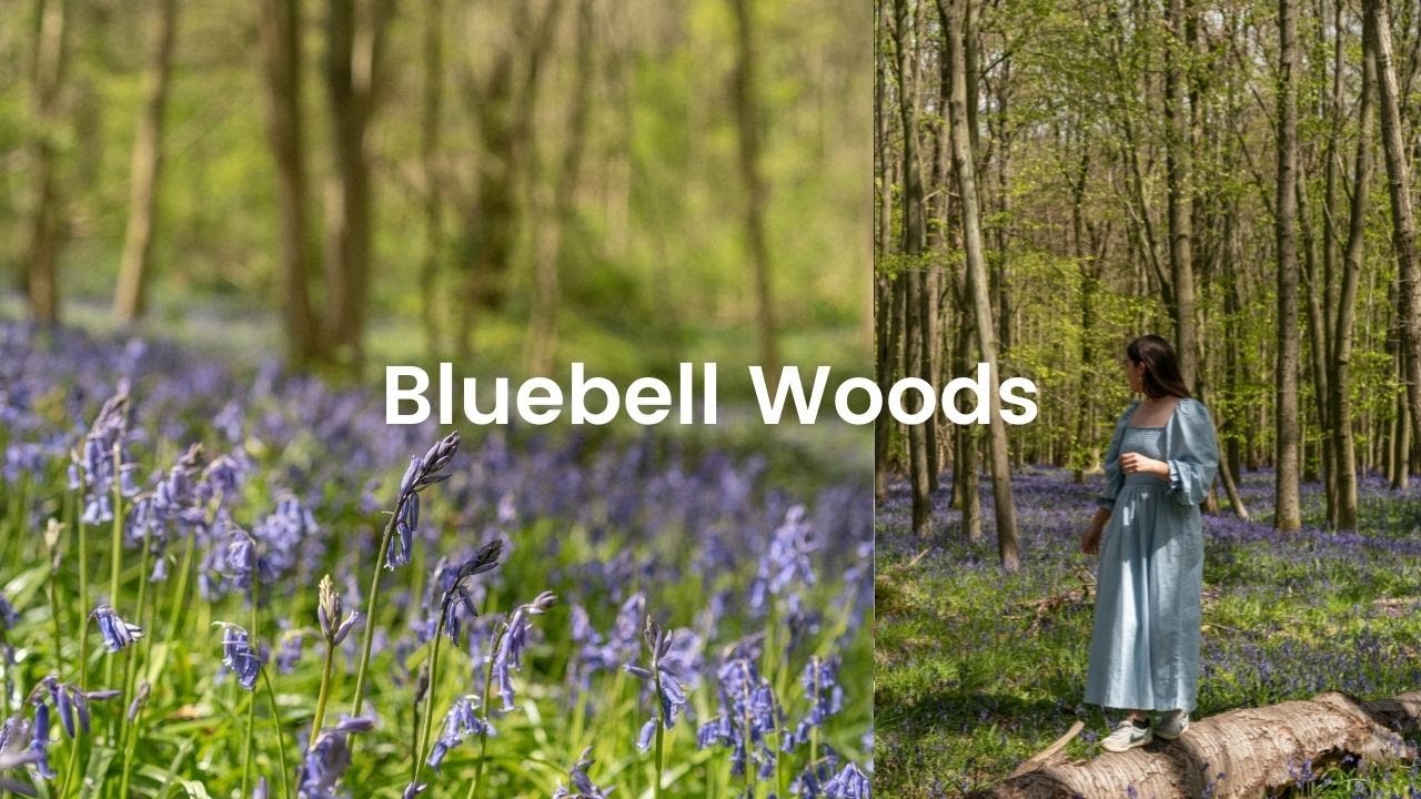 Relaxing bluebell woods and bird song | Old English forest 🌿