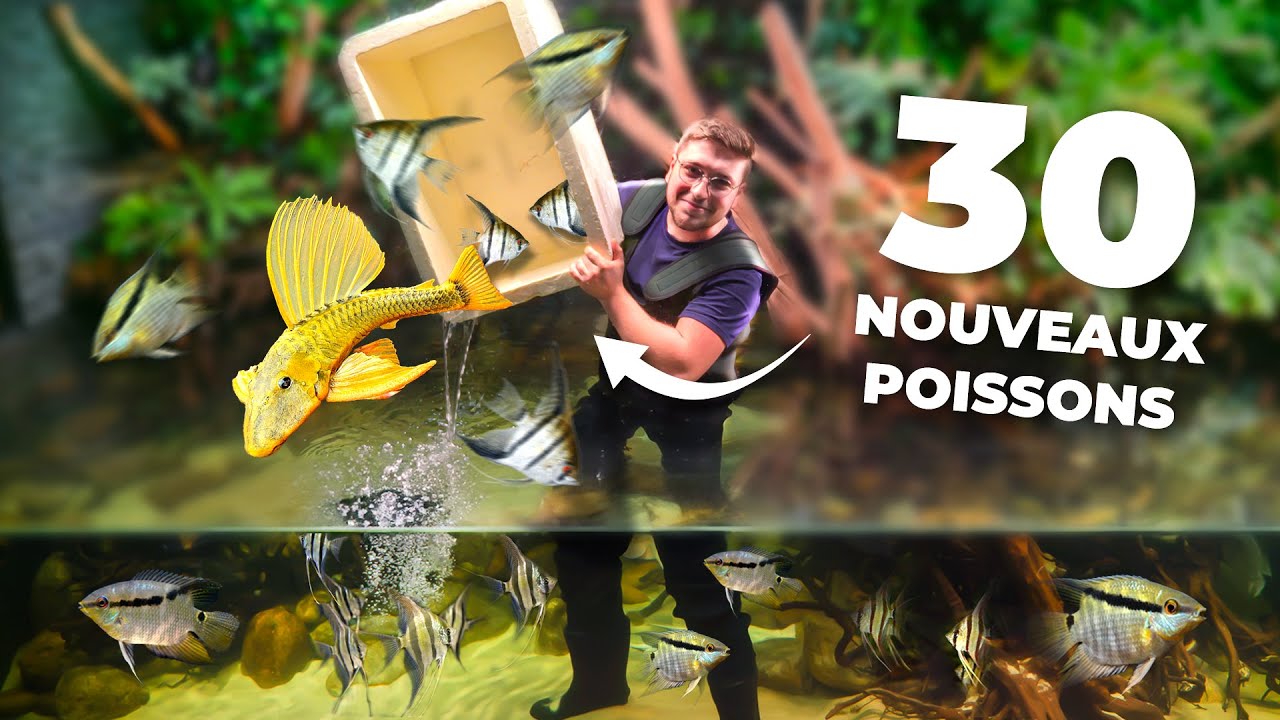 J’aurais jamais dû mettre ce poisson dans le 14000L… (loris m’a forcé)
