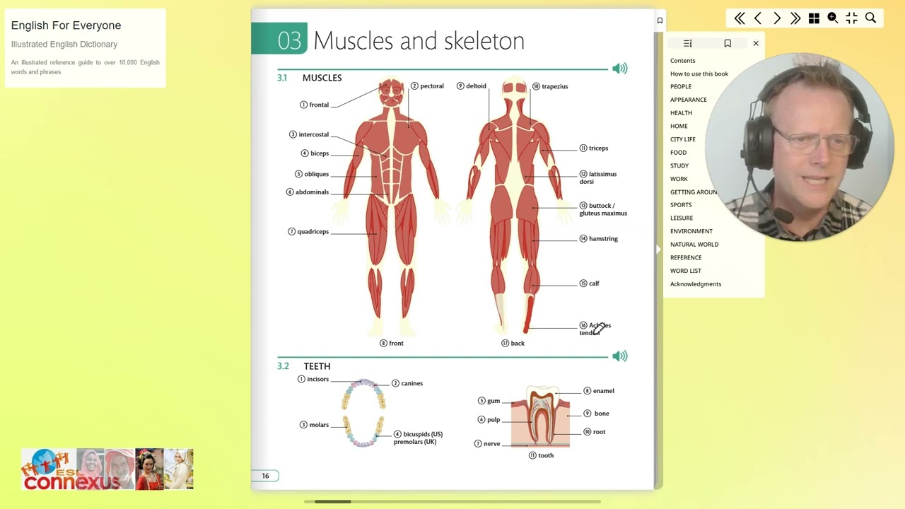 Exploring Muscles and Teeth  An Illustrated Guide