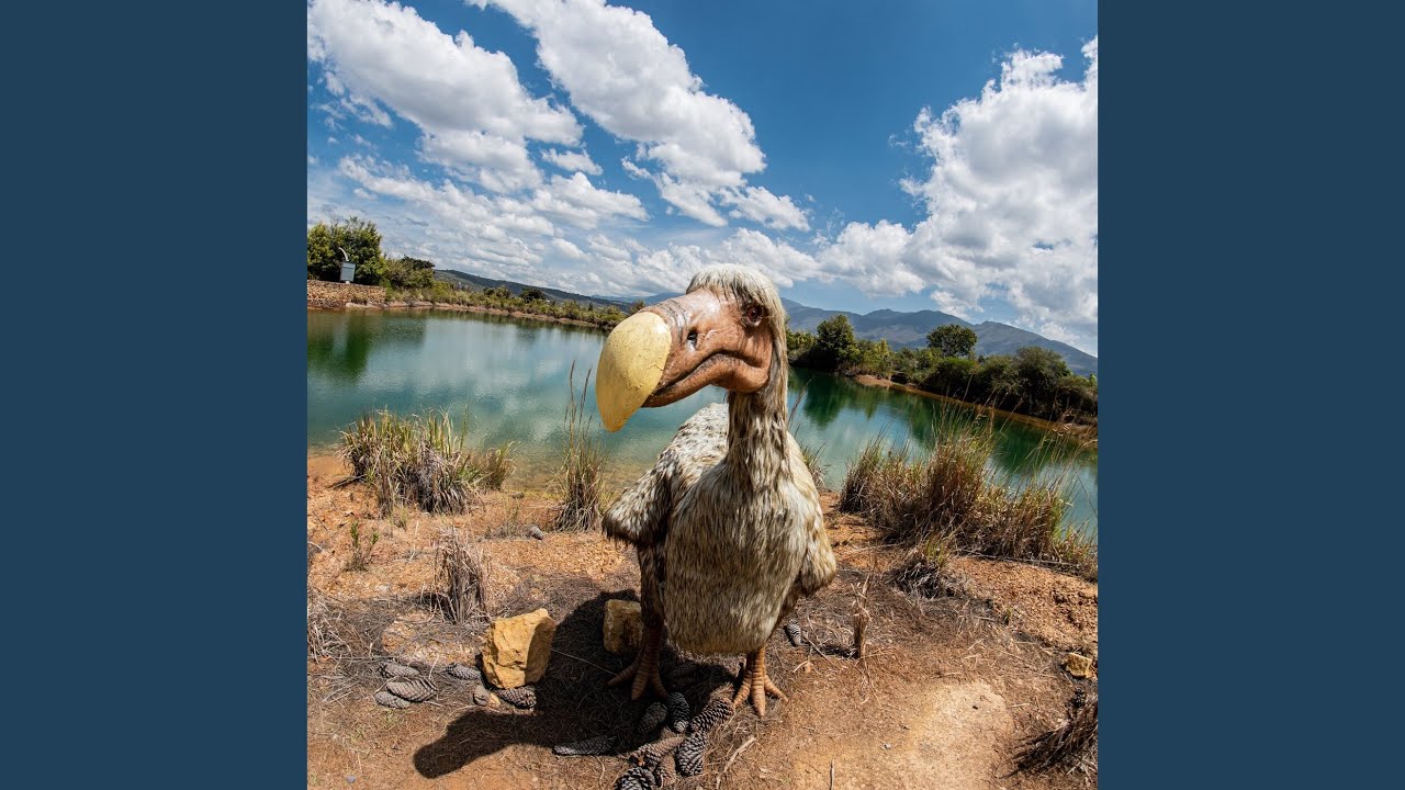 DODO
