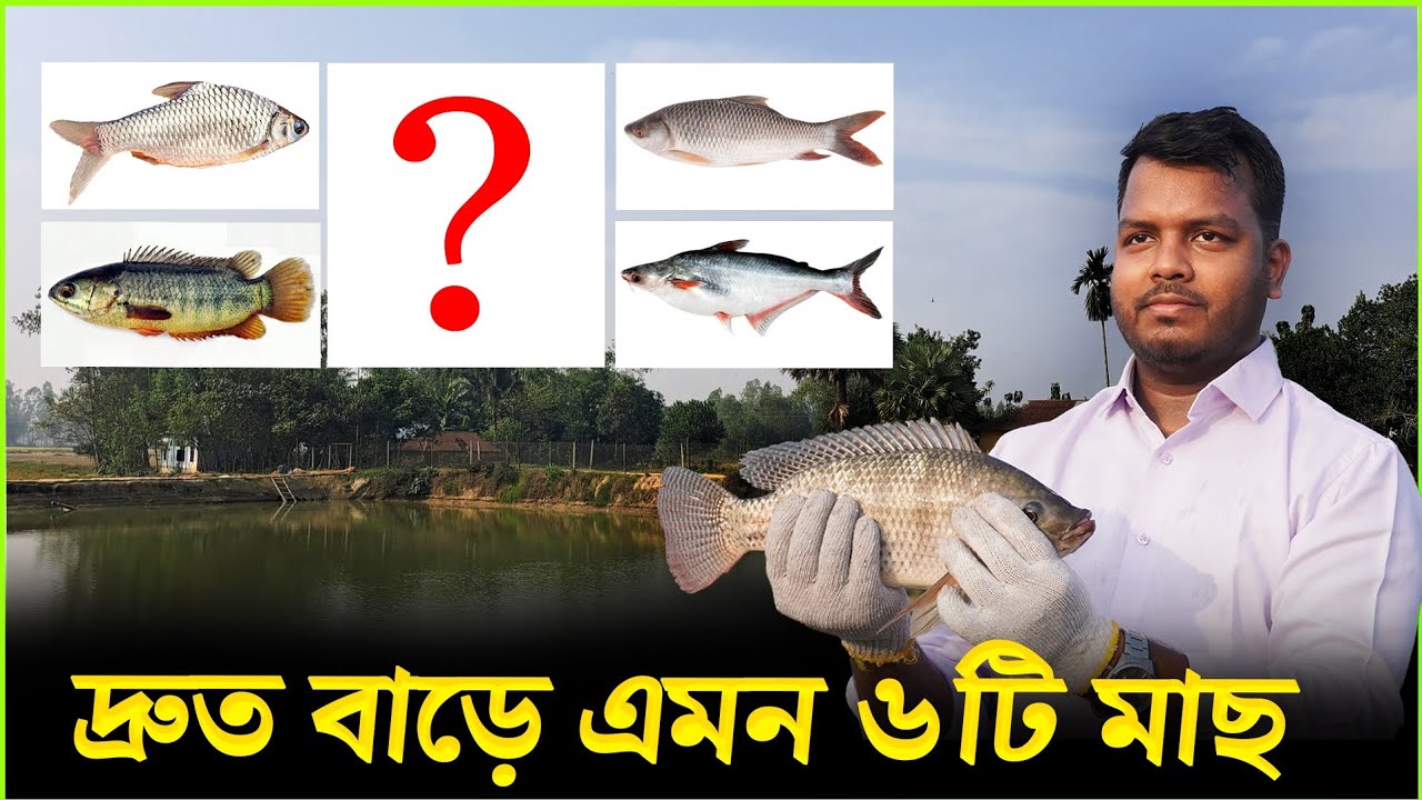 দ্রুত বাড়ে এমন ৬ টি মাছ||দ্রুত বৃদ্ধির মাছ||
