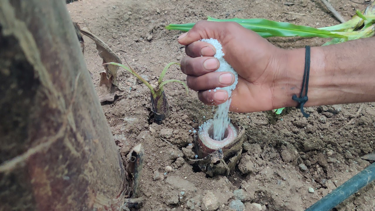 केले मैं कैसे इस्त्माल करे  "T" सकर और बक्खि.