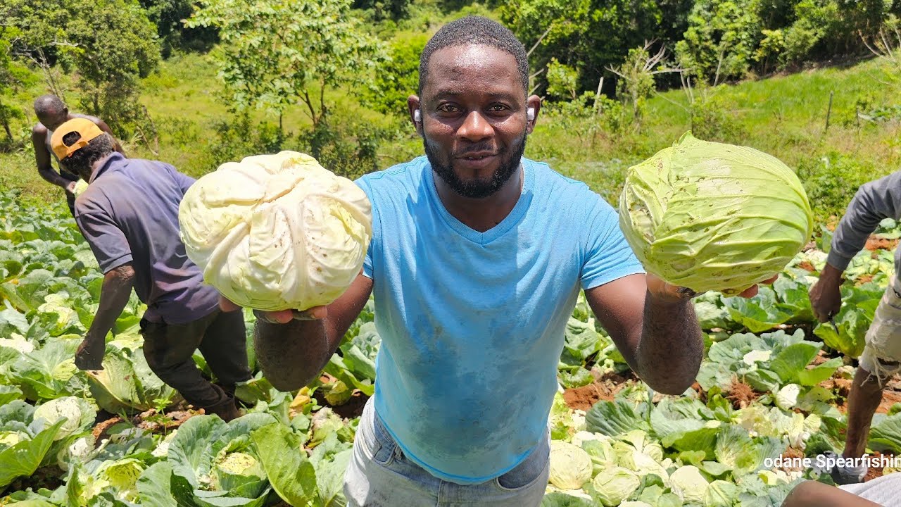 How to Harvest Cabbage | Farming in Jamaica | my wife Visited her Dad farm