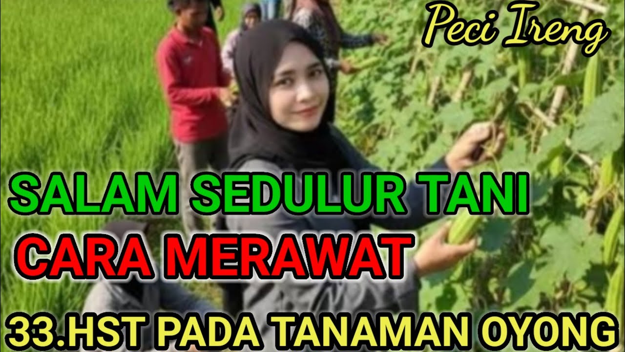 CARA MENGUSIR HAMA DI SEMUA JENIS TANAMAN DI JAMIN BERHASIL