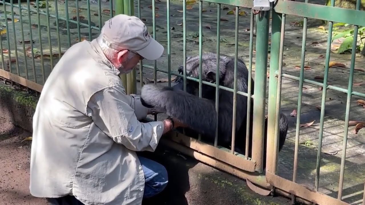 Un veterinario y un chimpancé protagonizan conmovedora despedida en Nicaragua