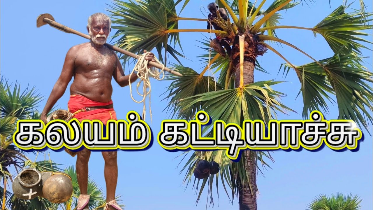 பனைக்கு கலயம் கட்டியாச்சு🥹 #உங்கள்பனையேறி #கலயம்கட்டுதல் #பதநீர்சேகரிப்பான்கட்டுதல் #பதநீர் #பனையேறி