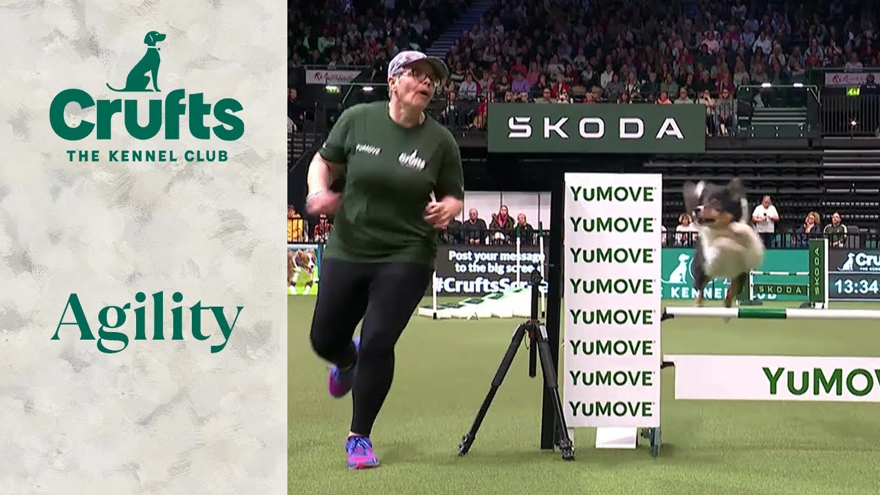 Agility - Singles Heat Part 1 (Agility) | ​Crufts 2024