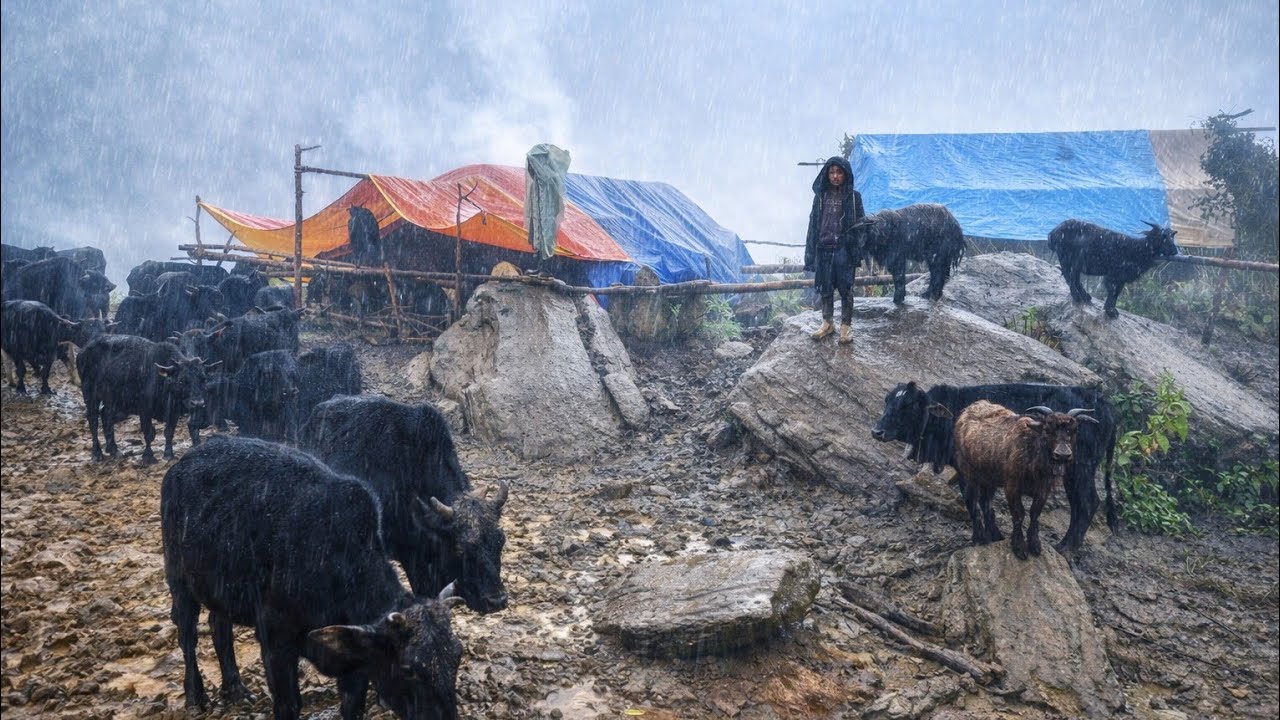 Peaceful Shepherd Life in a Rainy Mountain Village | Real Rural Nepal