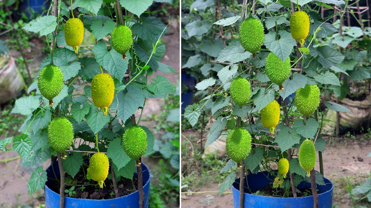 টবে কাকরোল চাষ করার আধুনিক পদ্ধতি | কাঁকরোল গাছের পরিচর্যা | Growing Spine Gourd in Pots