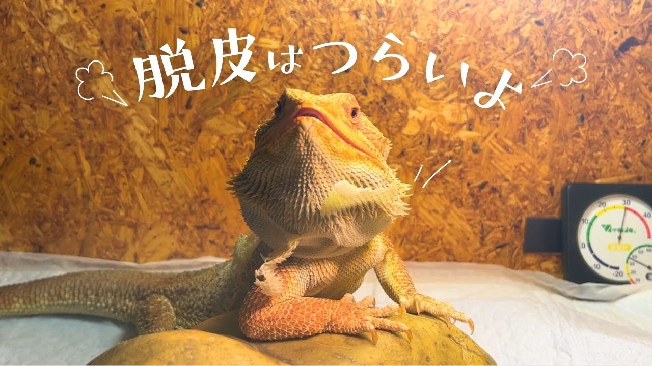 脱皮が大変そうなので手伝ったり見守ったりしてみた◎