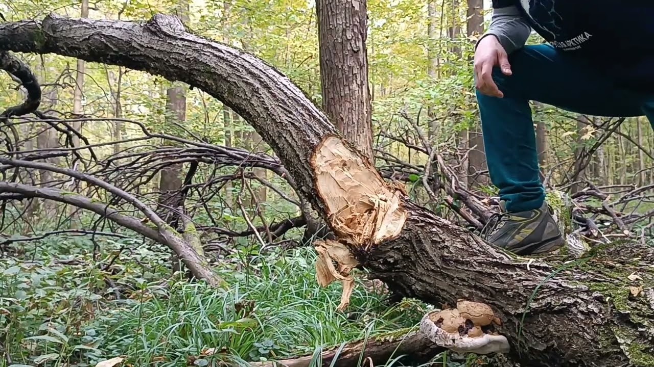 Топор Иннуит. Отрубание большой ветки липы от ствола.