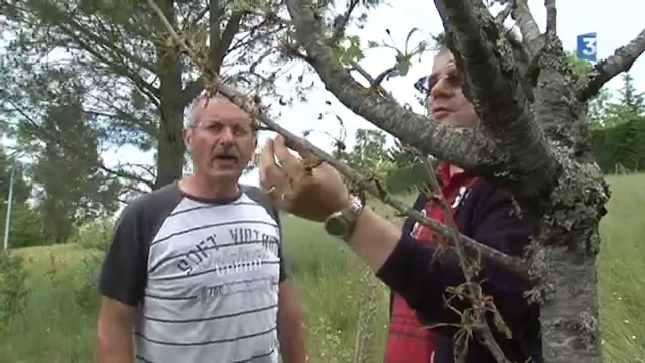 Attention aux chenilles