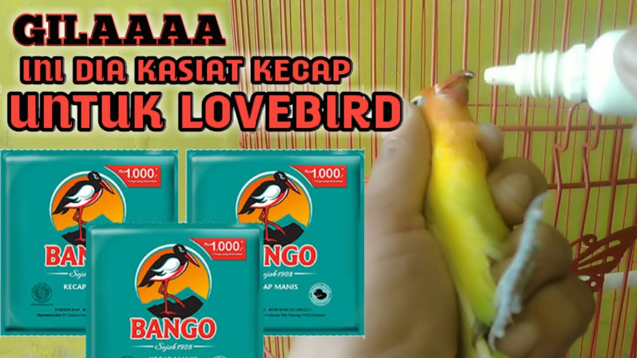GILAAAA...kecap Bango untuk doping burung Lovebird,mari kita buktikan