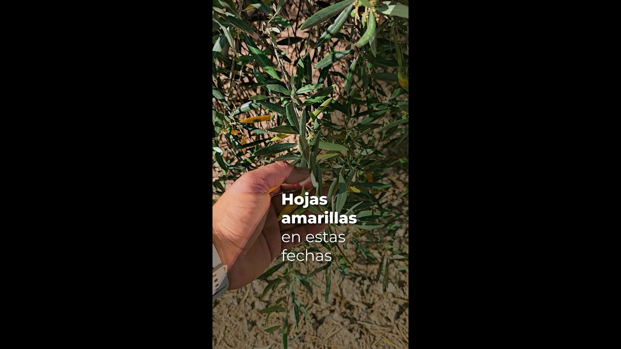 HOJAS AMARILLAS EN ESTAS FECHAS