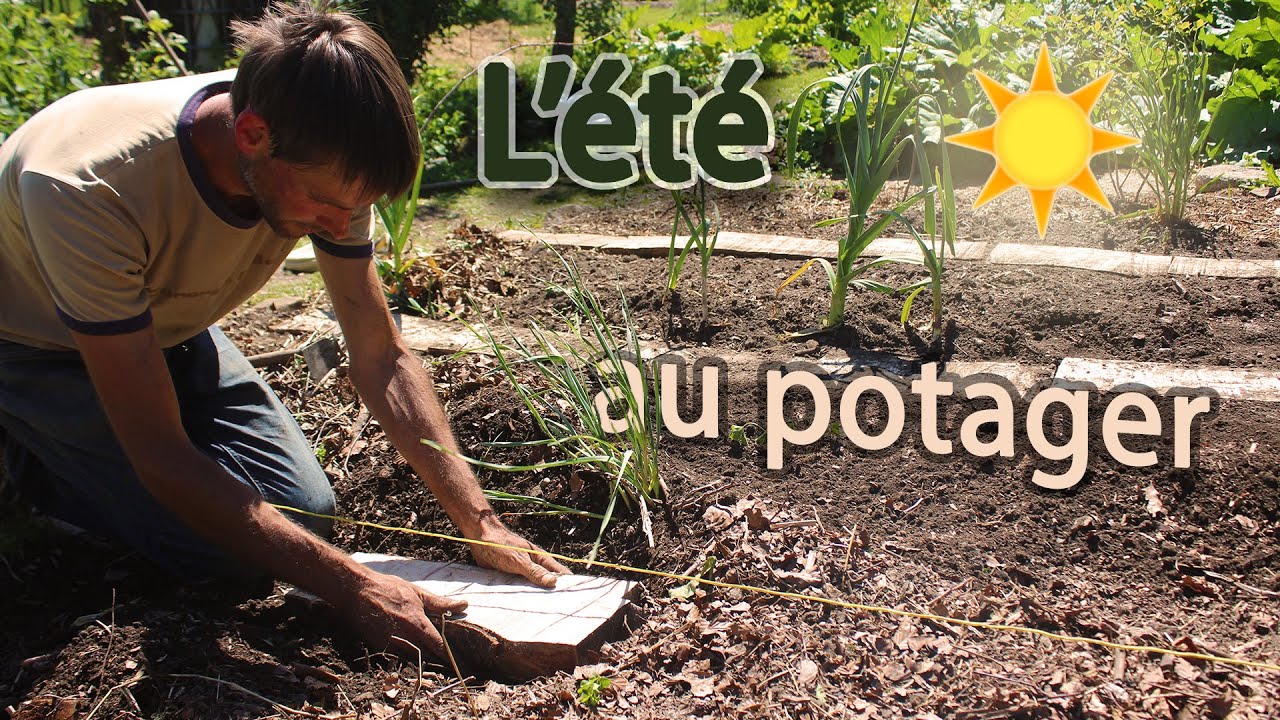 Potager d'été: l'évolution, les plantations, comment on s'y est pris.