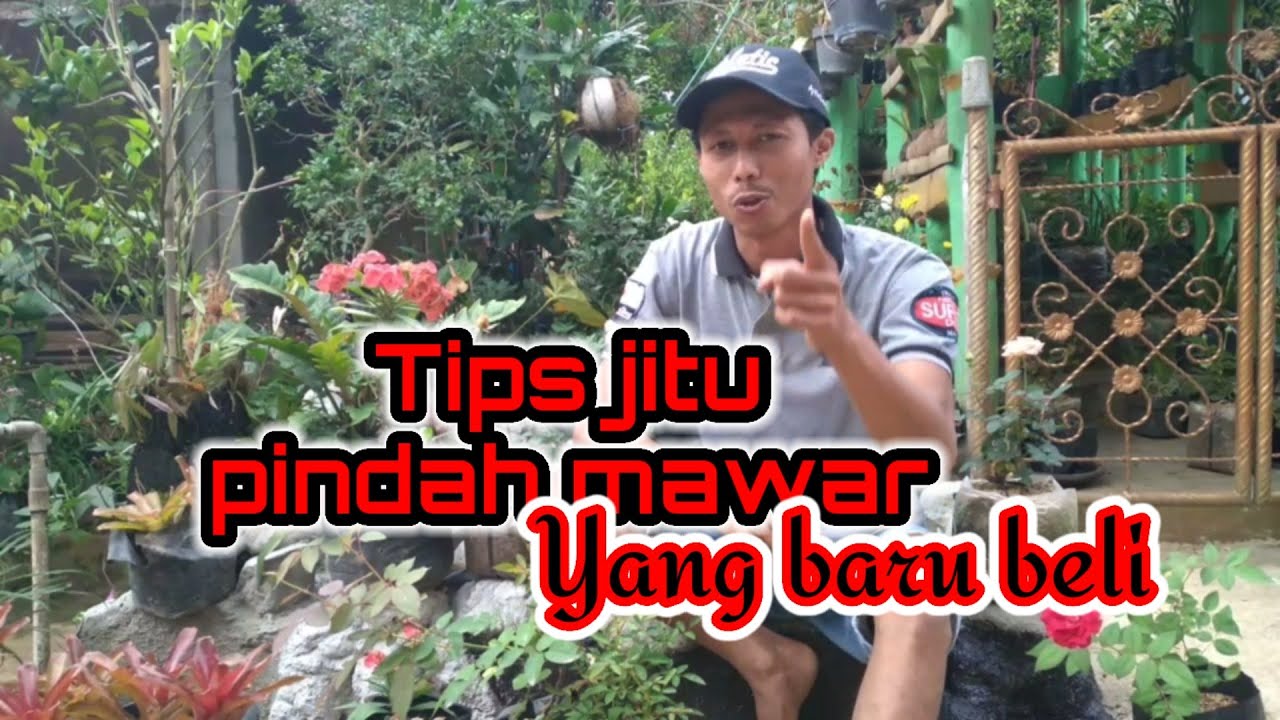 Tips memindahkan bunga mawar yang baru beli