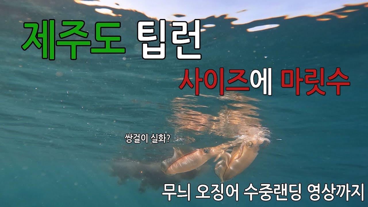 제주도 팁런 성산항 아리호 무늬오징어 수중 랜딩영상 포함 사이즈 마릿수 좋아요