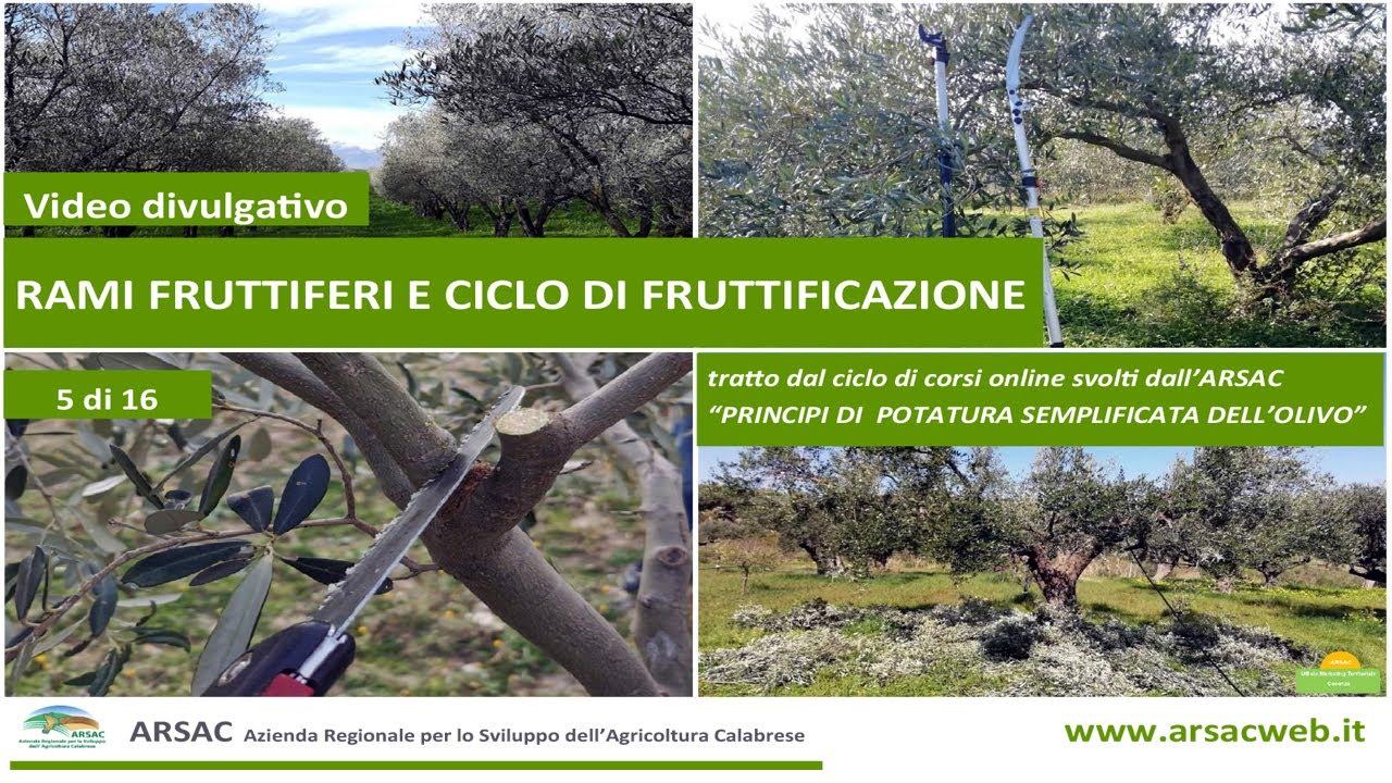 5. Rami fruttiferi e ciclo di fruttificazione - principi di potatura semplificata dell'olivo