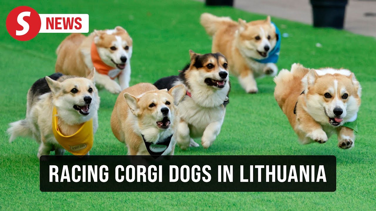 Racing corgi dogs show off speed and style in Lithuania's contest