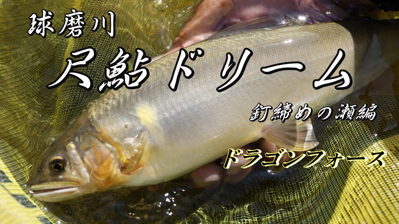 【球磨川 尺鮎ドリーム】第３弾 ついに尺鮎４００グラム オーバーが！