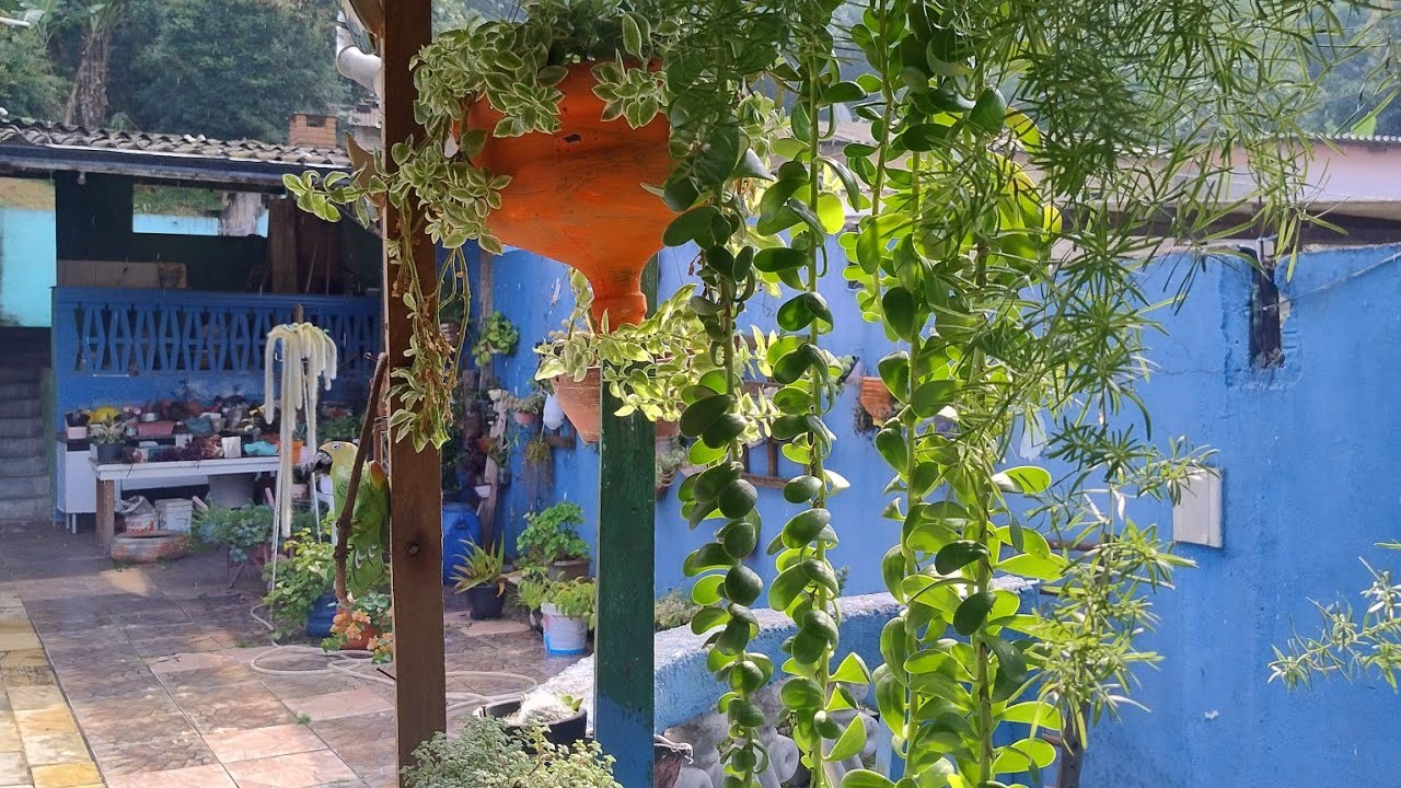 EU QUERO MUITAS FLORES AQUI NO MEU QUINTAL MAS POR ESSA EU NÃO ESPERAVA 😂🥴 