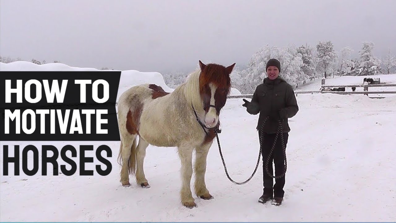 How to motivate horses