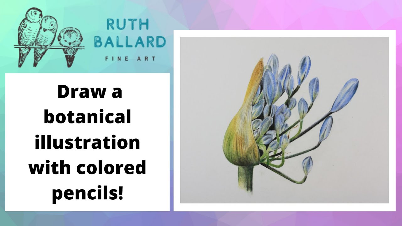 Create a botanical illustration with colored pencil | Bonus: How to apply solvent!