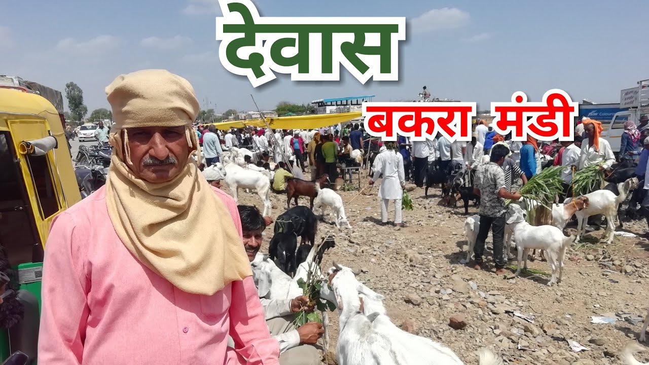 देवास बकरा मंडी | Date 14 जून