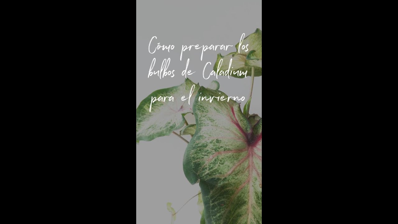 Cómo preparar los bulbos de Caladium para el invierno