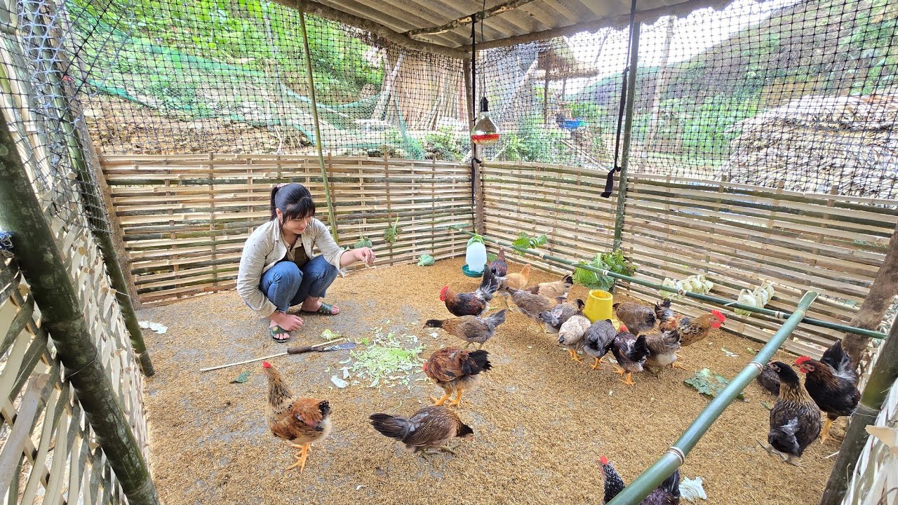 Collect food for the pigs and let the chickens try cabbage | Tiểu Liễu-17 year old