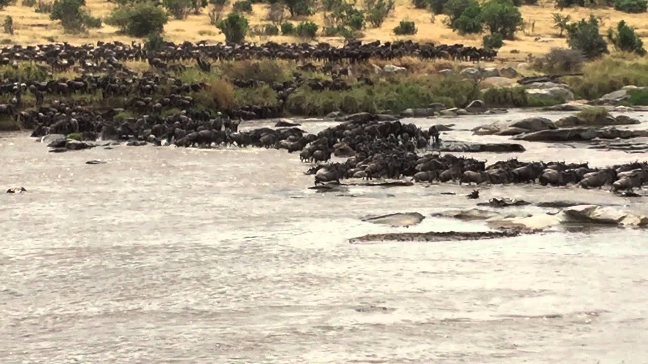 Wildebeest Crossing of the Mara River in the Serengeti National Park, Tanzania