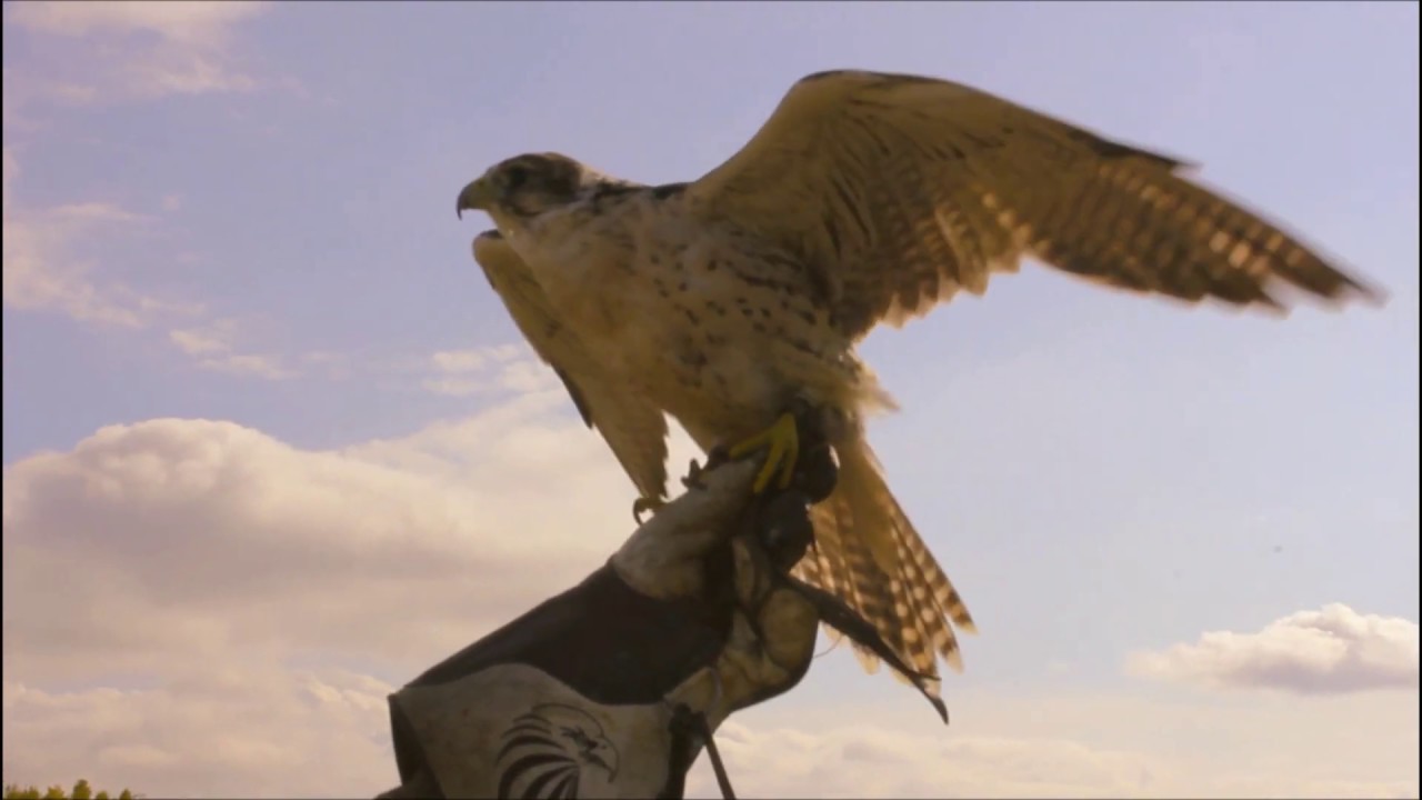 Falconeria, diventa falconiere per un giorno!!! falchi ,poiane, gufi avvoltoi !!!