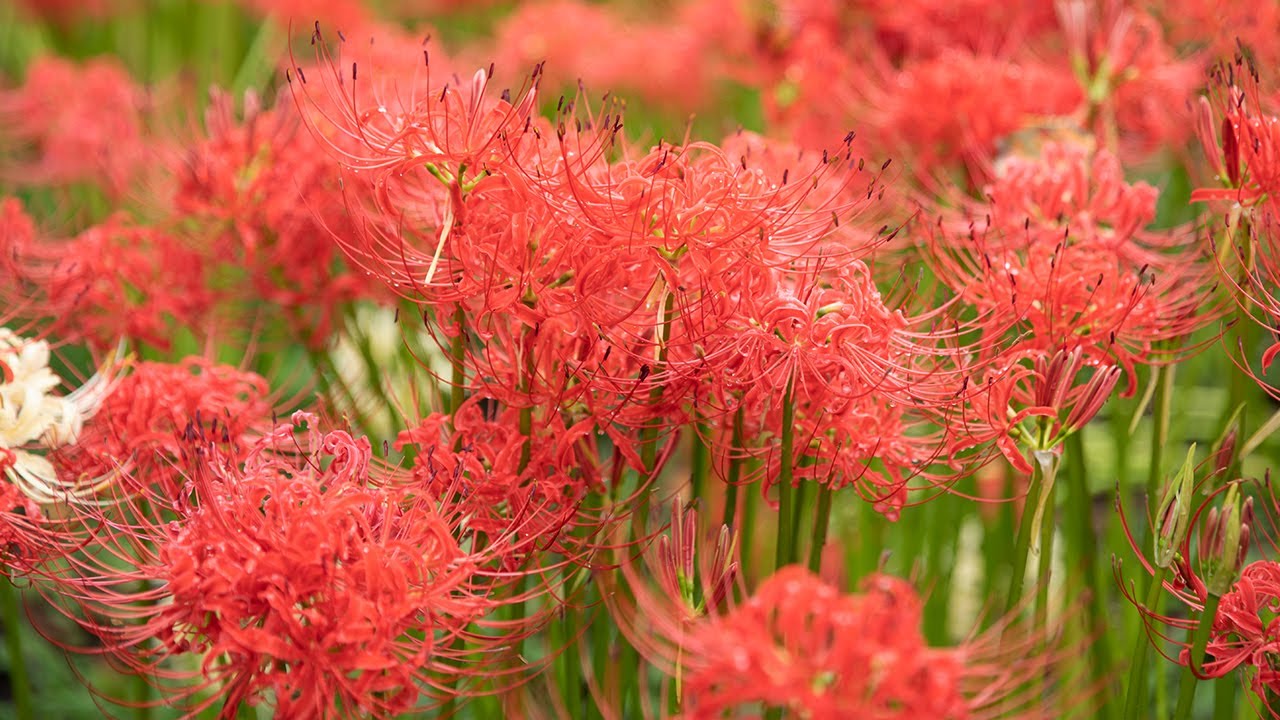 Japanese red Spider lily seasion  #4k #japan #spiderlily | Explore Japan