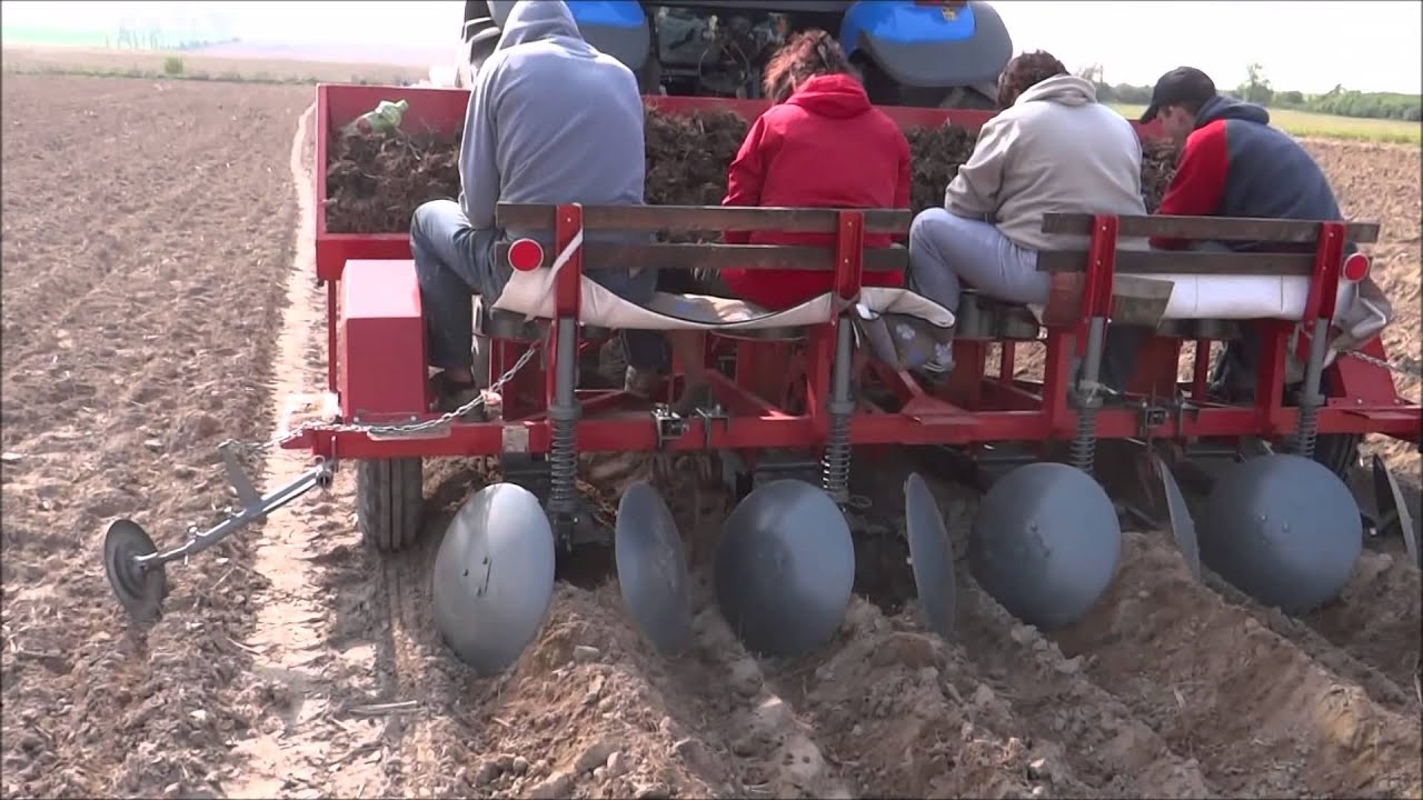 Planting of Miscanthus rhizomes