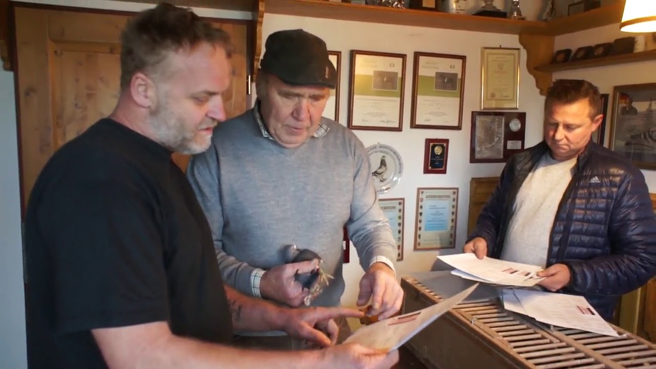 Roland Fitzner (Niemcy) - nowe gołębie, itp. - 23.11.2017r.