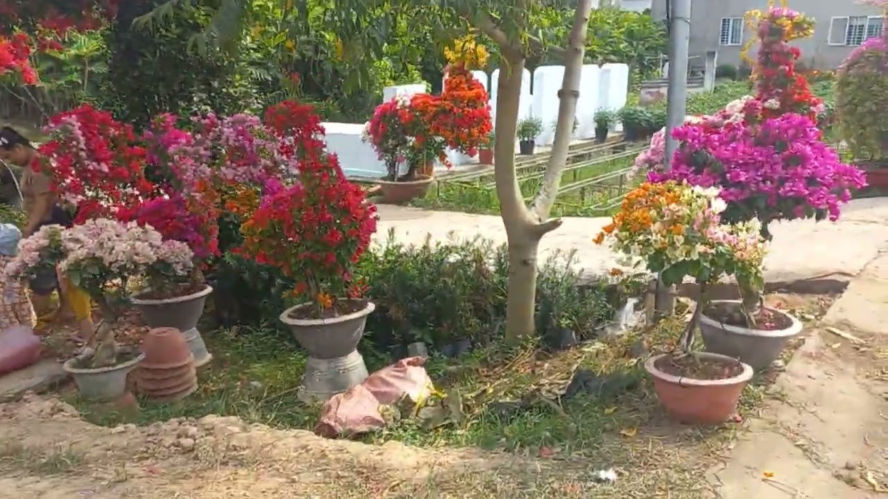 Chào các bạn để làm bông trứng Tết nữa nè các bạn năm nay bằng đẹp như giá rẻ Các bạn ơi