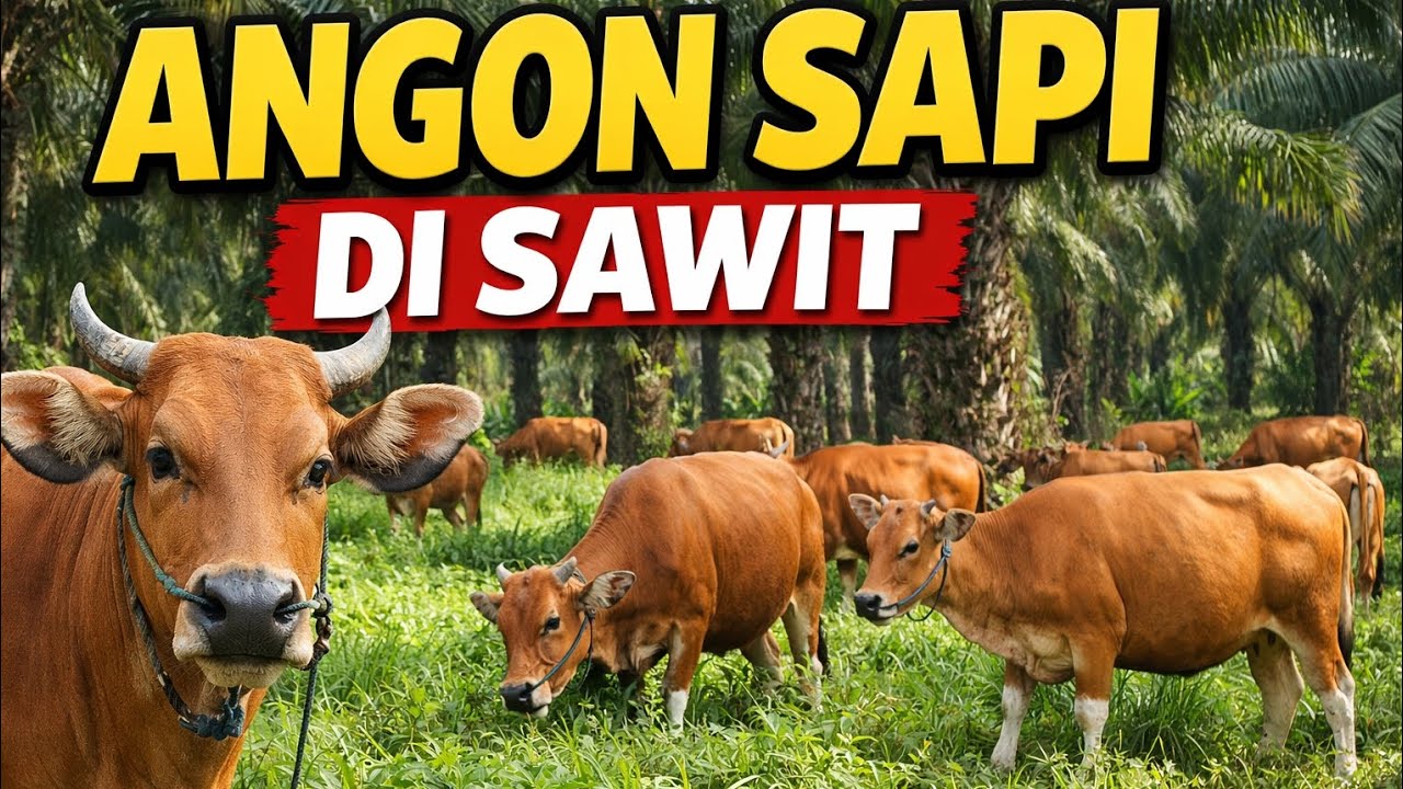 Sapi Dilepas di Kebun Sawit! Pakan Gratis Setiap Hari | Suara Alam natural 