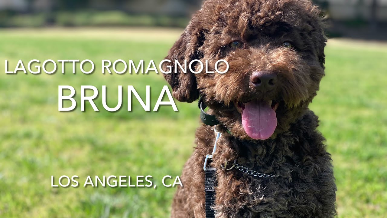 Lagotto Romagnolo Training | Bruna | Los, Angeles, CA